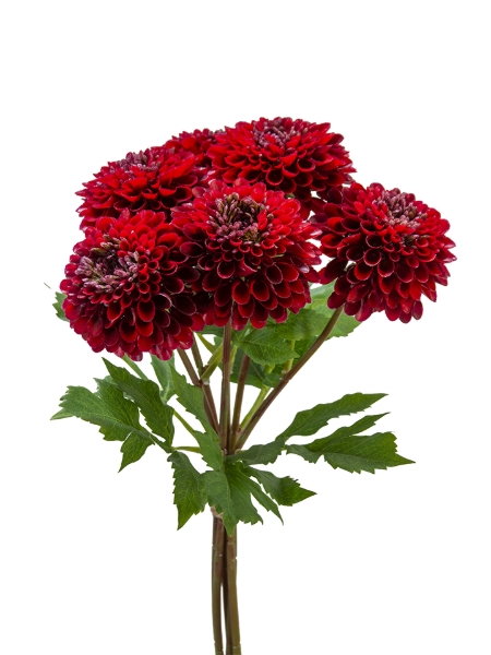 Picture of 18" X 6 DAHLIA BUNDLE