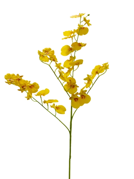 Picture of 29" ONCIDIUM SPRAY