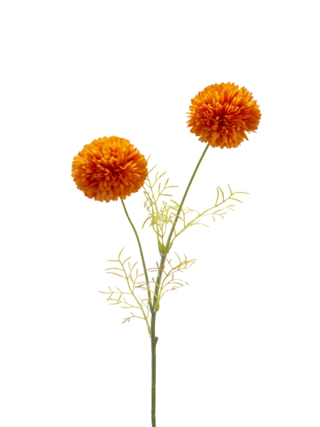 Picture of 20" POMPON MUM  PICK