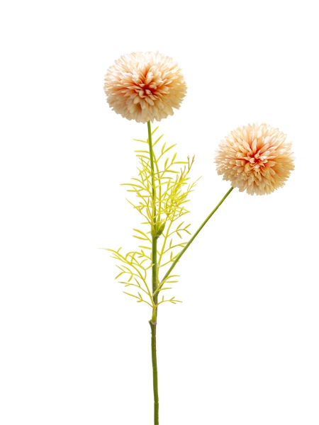 Picture of 20" POMPON MUM  PICK