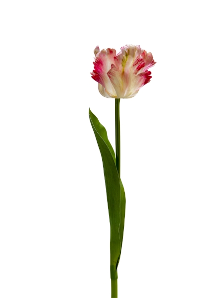 Picture of 24" REAL TOUCH PARROT TULIP