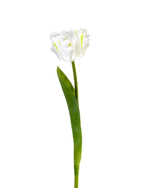 Picture of 24" REAL TOUCH PARROT TULIP
