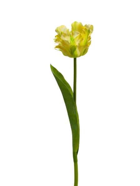 Picture of 24" REAL TOUCH PARROT TULIP