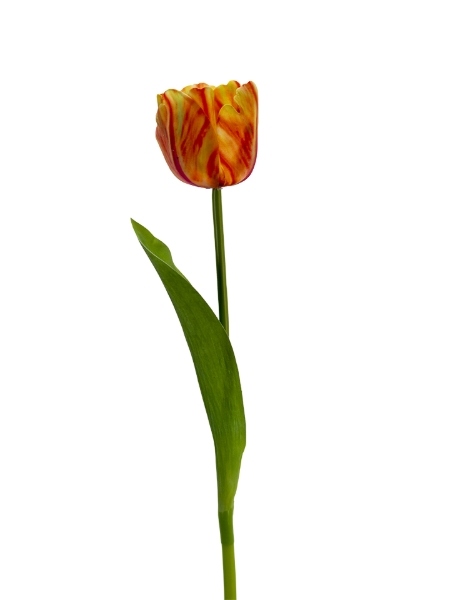 Picture of 24" REAL TOUCH TULIP