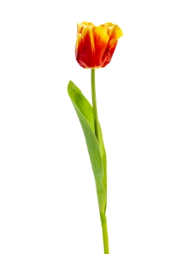 Picture of 24" REAL TOUCH TULIP