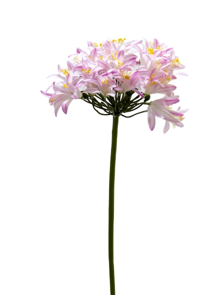 Picture of 31" REAL TOUCH AGAPANTHUS STEM