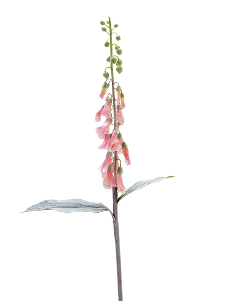 Picture of 36" FOXGLOVE SPRAY