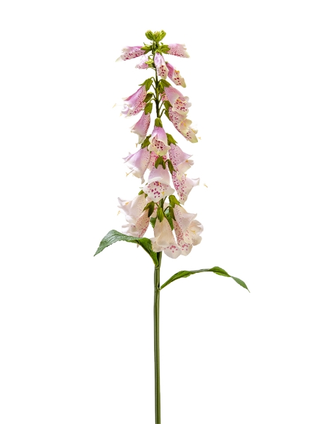 Picture of 31" FOXGLOVE SPRAY