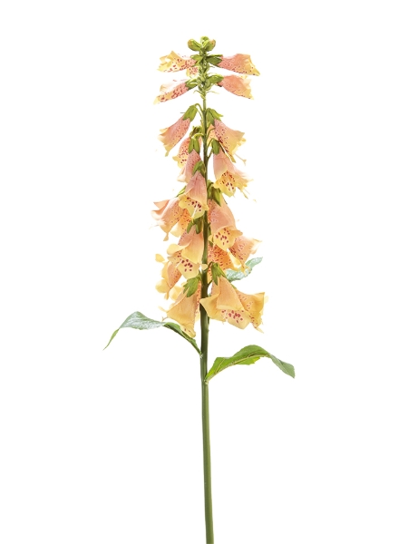 Picture of 31" FOXGLOVE SPRAY