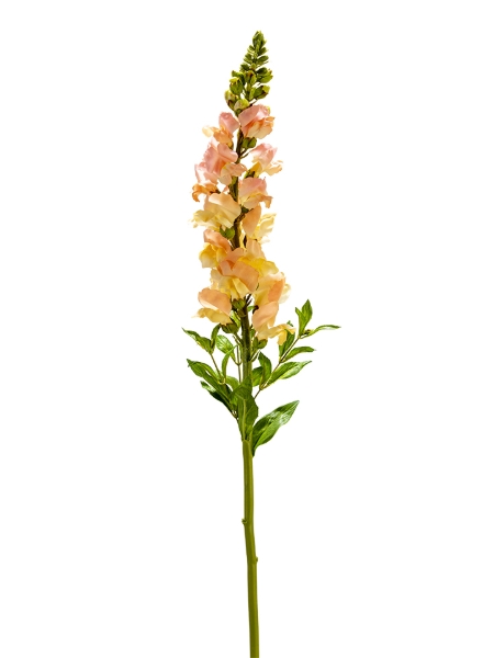 Picture of 34" REAL TOUCH SNAPDRAGON
