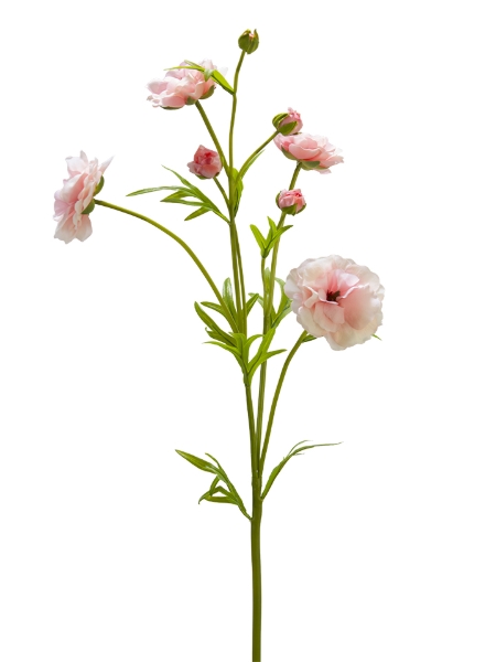 Picture of 32" RANUNCULUS SPRAY