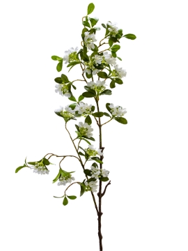 Picture of 42" WEIGELA FLORIDA  SPRAY