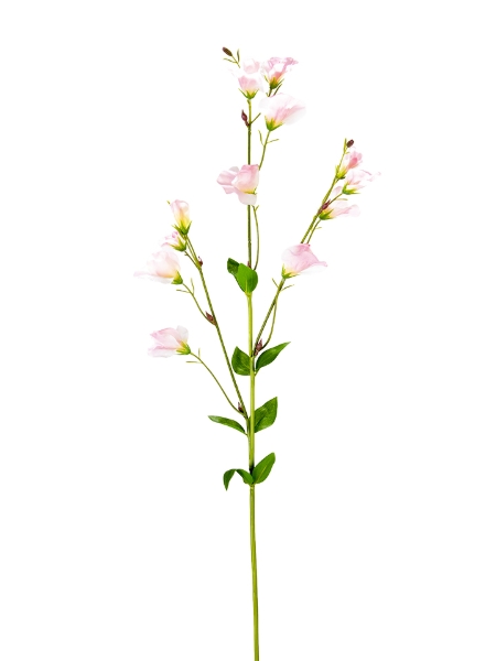 Picture of 32" SWEAT PEA SPRAY