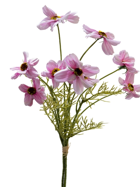 Picture of 21" COSMOS BUNDLE