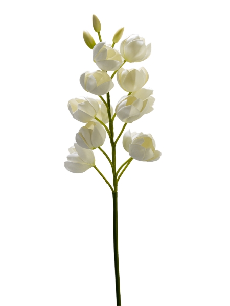 Picture of 29"  YUCCA GLORIOSA