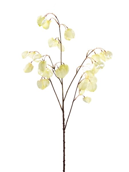 Picture of 40" GOLDENRAIN TREE FLOWER SPRAY