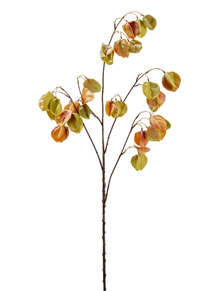 Picture of 40" GOLDENRAIN TREE FLOWER SPRAY