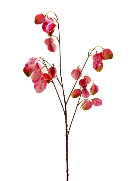 Picture of 40" GOLDENRAIN TREE FLOWER SPRAY
