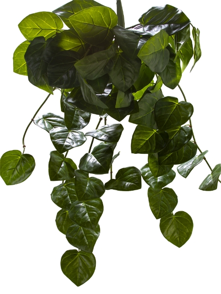 Picture of 43" ANTHURIUM CRYSTALLINUM BUSH