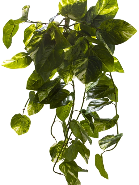 Picture of 43" ANTHURIUM CRYSTALLINUM BUSH