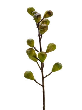 Picture of 37" FIG SPRAY